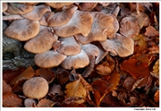 Flowery Blewit